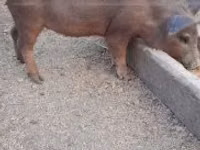 Boar — photo 7