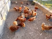 Chickens — 2-rasm