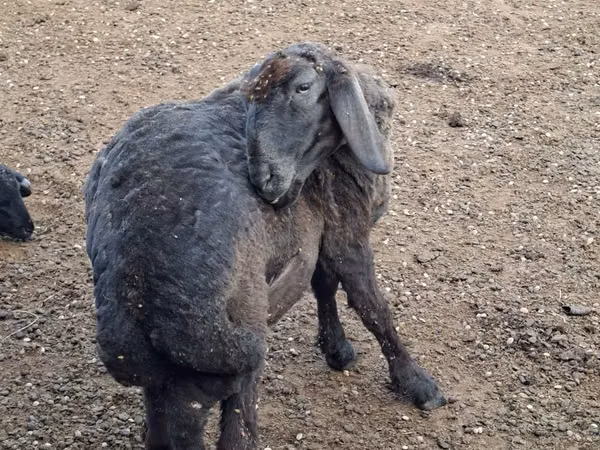 Berbec, Karakul sheep