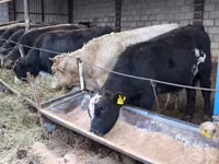 Toro, Raza Alatau — foto 6