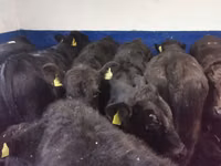 公牛, Aberdeen-Angus — 照片 3