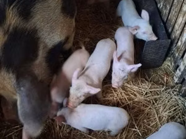 猪（批次，未指定性别）, Pigs