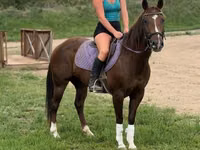 Iapă, Quarter Horse — foto 3