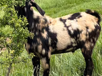 Ziegenbock, Ziegen — Foto 2