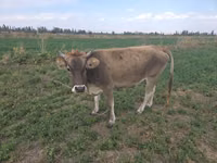 Vache, Brown Mountain — photo 1