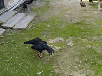 poules Shamo — photo 3