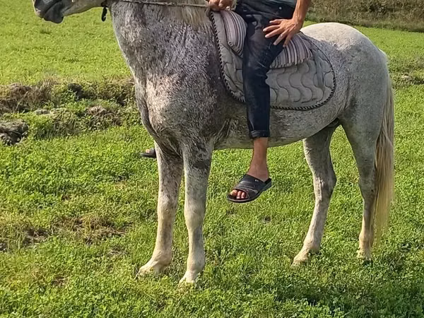 At, Azerbaijan horse