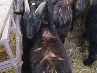 Ziegenbock, Ziegen — Foto 3