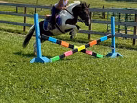 Cal, Pinto horses — foto 2