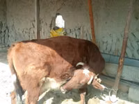 Bovine (lot, sex nespecificat), Bovine — foto 2