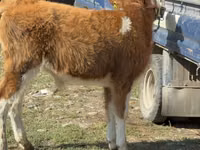 Toro, Simmental cattle — foto 4