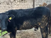 Cow, Cattle — photo 2