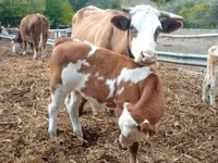 Bou, French Simmental cattle — foto 5