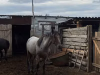 حصان, Kustanai horse — الصورة 2