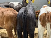 İribuynuzlu mal-qara (partiya, cinsi göstərilməyib), Simmental cattle — foto 5