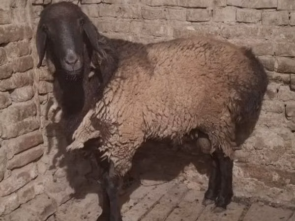 公羊, Sheep
