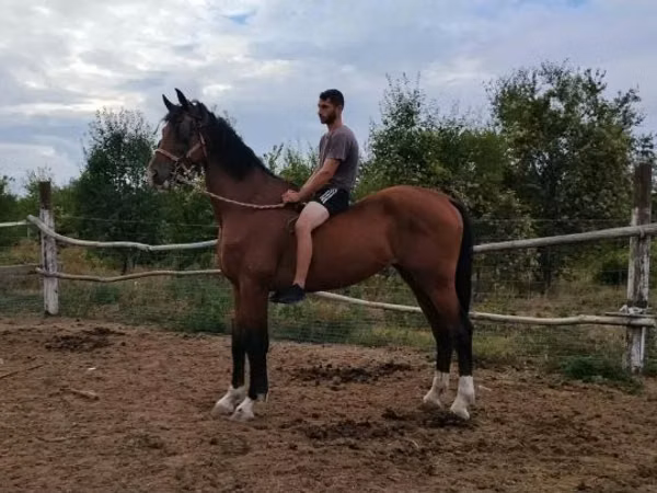 Cal, Dutch warmblood horse