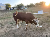 Bulle, Simmental cattle — Foto 4
