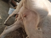 عنزة, Saanen goat — الصورة 2