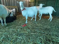 عنزة, Saanen goat — الصورة 7