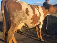 Cow, Simmental cattle — photo 2