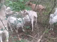 Capră, Nubian Goat — foto 1