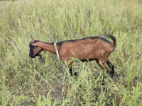 Capră, Alpine goat — foto 1