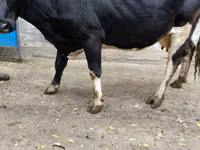 بقرة, Russian Black pied cattle — الصورة 1