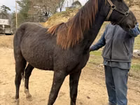 Aygʻir, Black Sea breed — 3-rasm