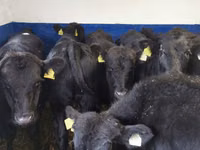 公牛, Aberdeen-Angus — 照片 5