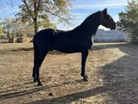 Cal, Nonius horse — foto 1