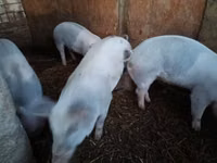 Eber, Schweine — Foto 3