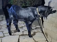 Qoʻchqor, South meat sheep — 2-rasm