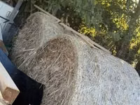 母羊, Sheep — 照片 6