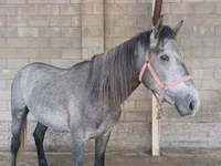 Cal, Kustanai horse — foto 1