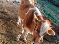 Sigir, Simmental cattle — 3-rasm