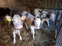 Vaca, Simmental cattle — foto 6