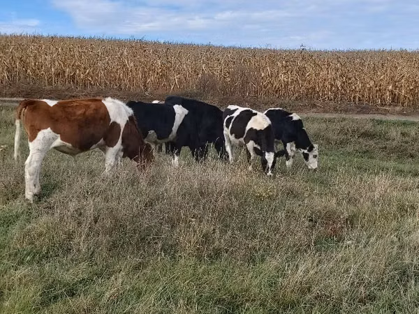 Bou, Russian Black pied cattle