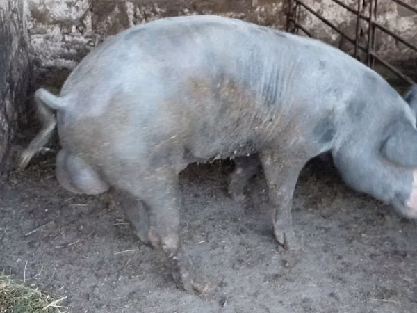 Vier, Porci
