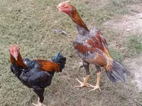 Chickens — 6-rasm