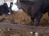 Vaca, Simmental cattle — foto 2