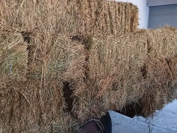 Лучернэ, ши Фын