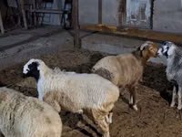 绵羊（批次，未指定性别）, Sheep — 照片 2