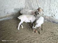 भेड़, भेड़ — फ़ोटो 1