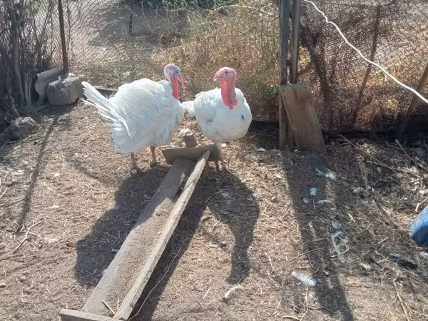 बिग 6