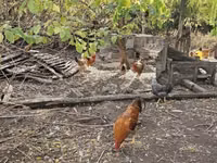 Chickens — Foto 5