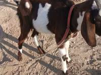 Cabra, Beetal goats — foto 5