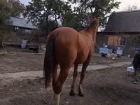 公马, Horses — 照片 2