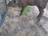 بقرة, Simmental cattle — الصورة 4