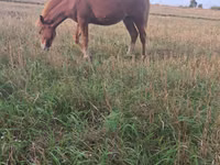 Égua, Cavalos — foto 2